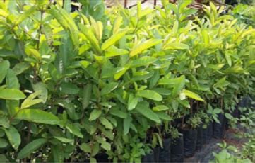 Mandar Nursery - All-Horticultural Plants