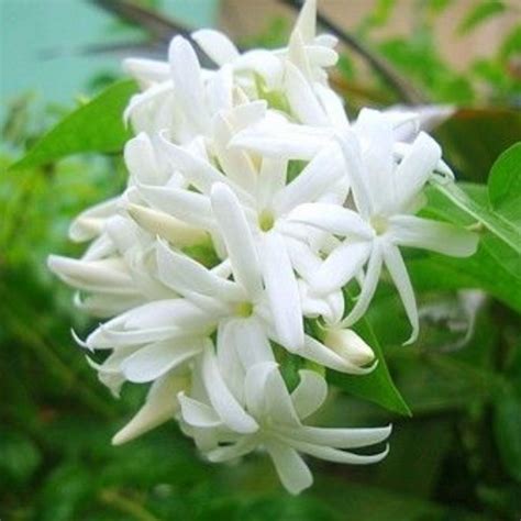 Scented Kunda Plant Paras Live Healthy Plant – GreenParadiseLive