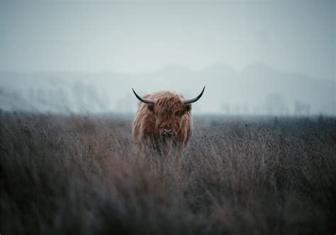 Highland Cattle Wallpapers - Top Free Highland Cattle Backgrounds ...