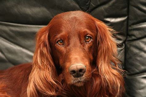 The Elegant and Energetic Irish Setter: A Comprehensive Guide