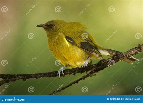 Bellbird - Anthornis Melanura - Makomako in Maori Language, Endemic Bird - Honeyeater from New ...