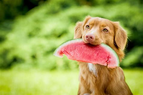 What Fruits And Veg Can Dogs Eat