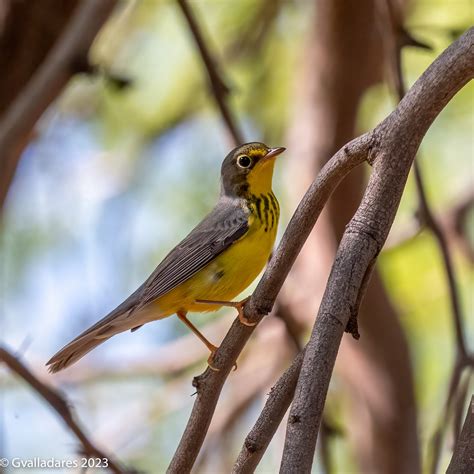 eBird Checklist - 13 Sep 2023 - Moon Valley Park - 28 species
