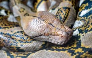 Image result for Reticulated Python's World