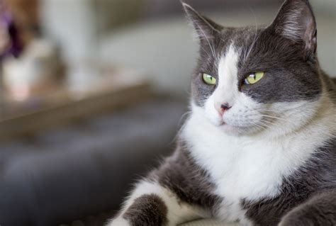 17 Gray and White Cat Breeds: Which One Is Your Perfect Companion?
