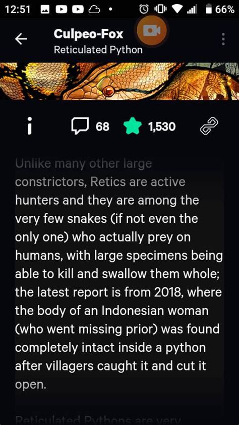 Image result for Reticulated Python Eats Human