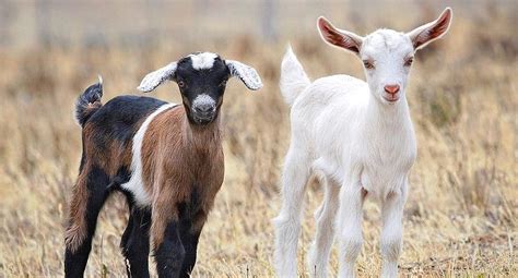 Image result for Goat vs Python