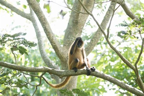 How Many Black Spider Monkeys are Left in the World?