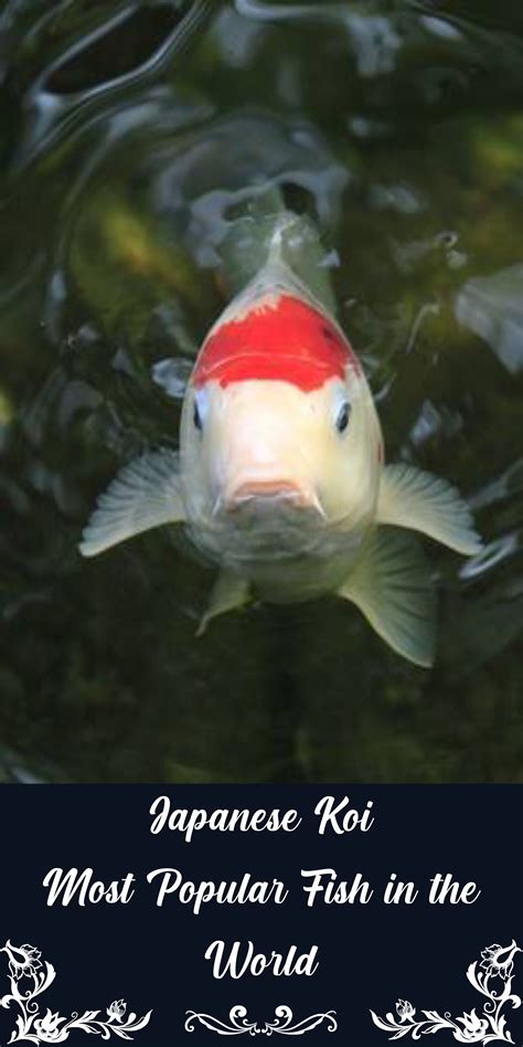 12 most popular types of koi fish with pictures – Artofit