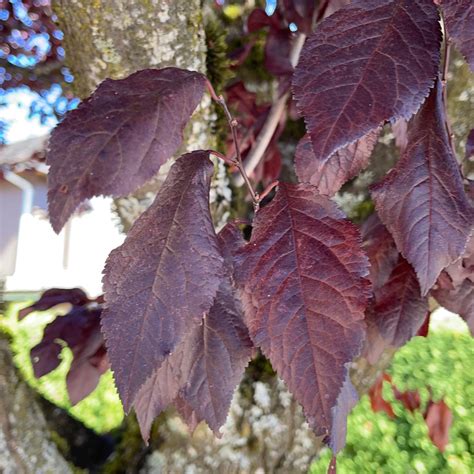 Prunus Cerasifera Purple Leaf Plum