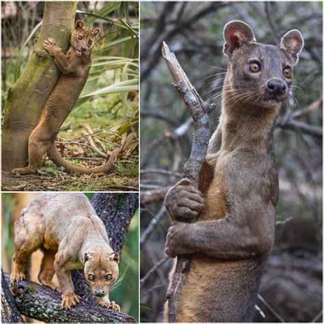 Predators Of Madagascar