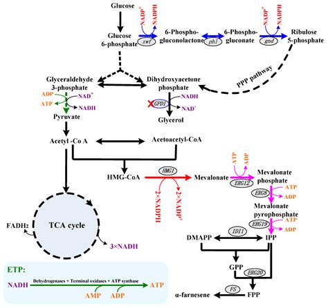 Cofactor Engineering for Efficient Production of α-Farnesene by ...