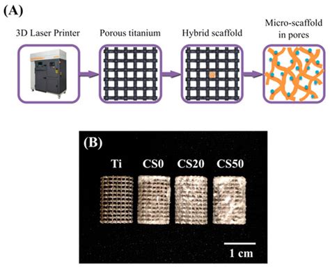 Improved Bioactivity of 3D Printed Porous Titanium Alloy Scaffold with ...
