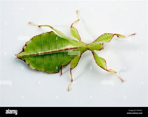 Leaf Insect, Walking Leaves (Phylliidae Stock Photo - Alamy
