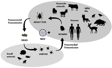 Tick-Borne Encephalitis—Review of the Current Status