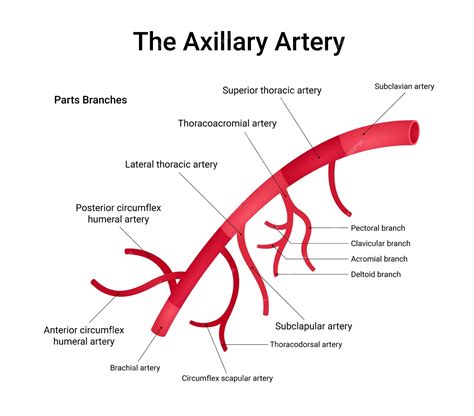 Premium Vector | Structure of Axillary Artery Anatomy