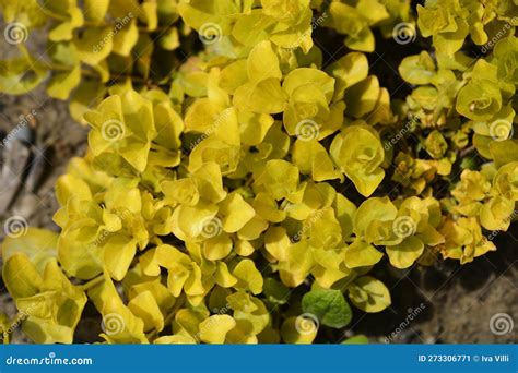 Golden Creeping Jenny stock image. Image of twopence - 273306771