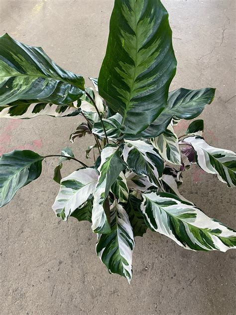 Calathea « Stella » - Folia Design