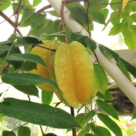 M-Technologies Rare Tropical Averrhoa carambola Star-Fruit Fruit 1 ...