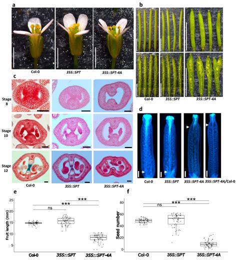 Site-Directed Mutagenesis Mediated by Molecular Modeling and Docking ...