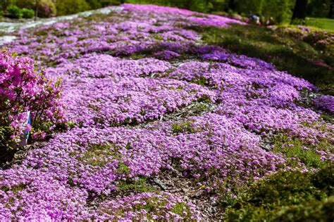 Is Creeping Thyme Invasive? The Answer Might Surprise You!