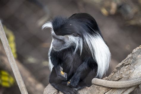 Black-and-white Colobus Monkey Free Stock Photo - Public Domain Pictures