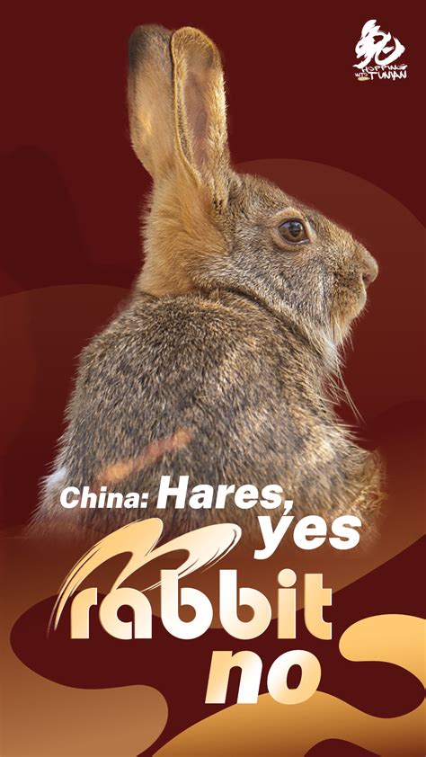 Hopping into Tunian: China: Hares, yes. Rabbits, no. - CGTN