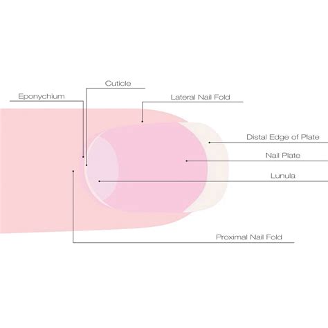 What Are Cuticles On Your Nails at Harold Finn blog