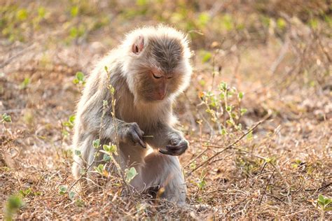 Tackling Wildlife Trafficking in Laos | Laos Wildlife Sanctuary