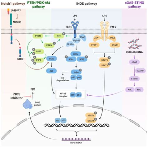 iNOS in Macrophage Polarization: Pharmacological and Regulatory Insights