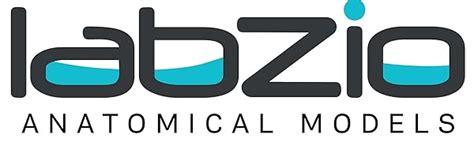 LABZIO Premium Anatomical Human Torso Model – 88cm Medical-Grade Body ...