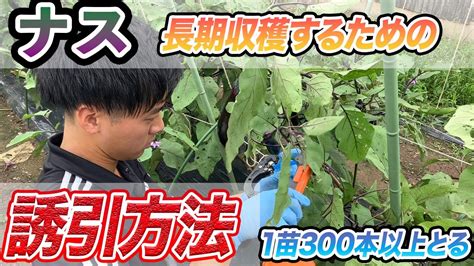 Image result for How to Use the One Step Program
