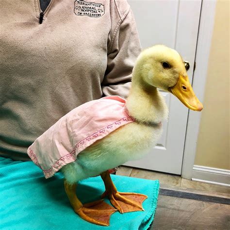 Linda the Duck’s Prolapsed Phallus | DuckDVM
