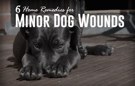 6 Home Remedies for Minor Dog Wounds - Fauna Care