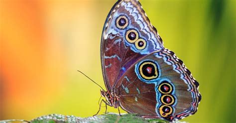 Image result for Mactoros Linux