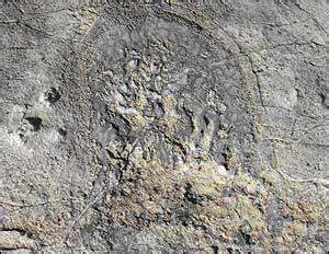 HARD SHELL FOSSILS