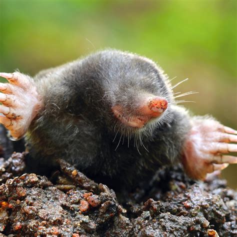 Pronunciation Of Taupe at Eden Gleeson blog