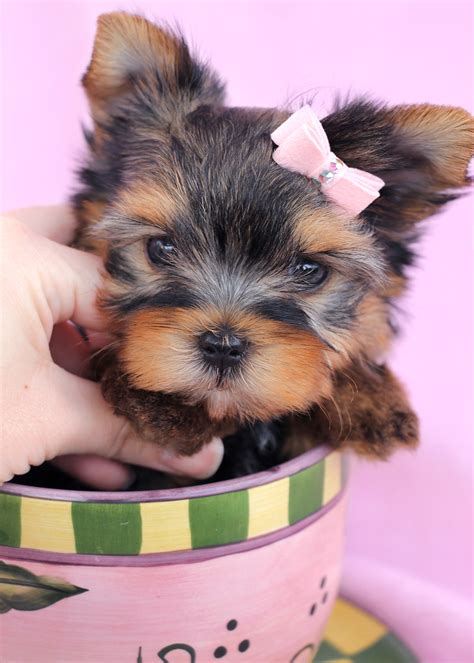 How Much Do Yorkies Puppy Cost at Pamela Walsh blog