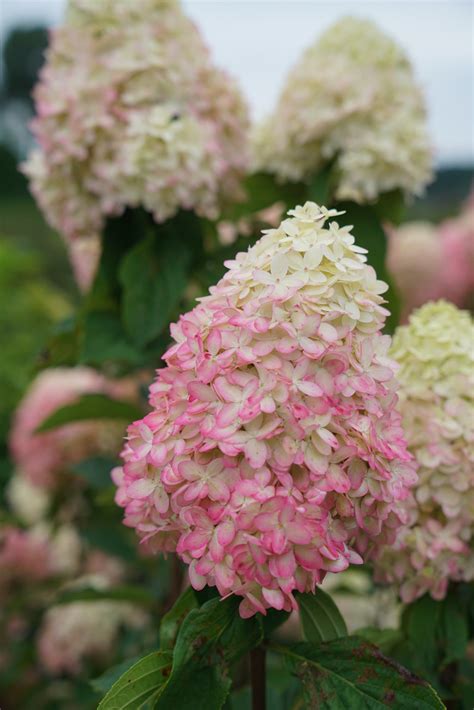 Limelight Prime Panicle Hydrangea