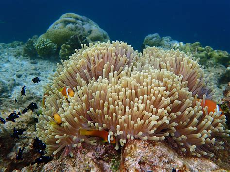 Best 13 14 Predators of Birds – What Animals Eat Birds? – Artofit