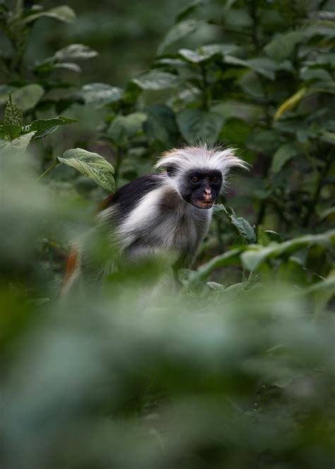 Zanzibar Red Colobus monkeys : r/wildlifephotography