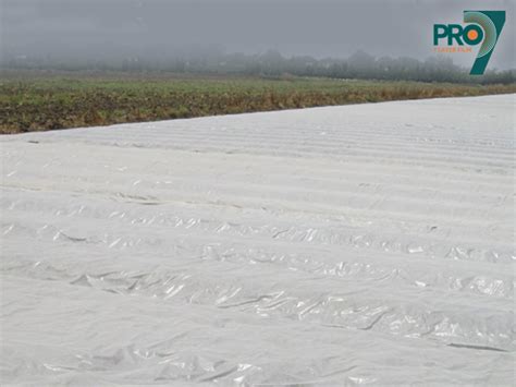 Image result for Soil Solarization Methods