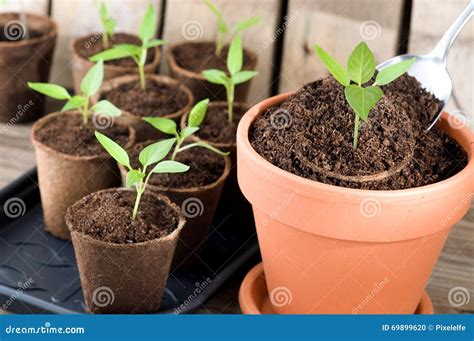 Planting Bell Pepper Seedlings with Peat Pots Stock Photo - Image of ...