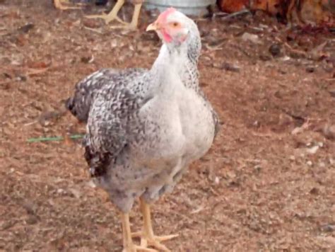 Poultry Farm Chicken Manufacturer, Supplier From Bhopal, Madhya Pradesh