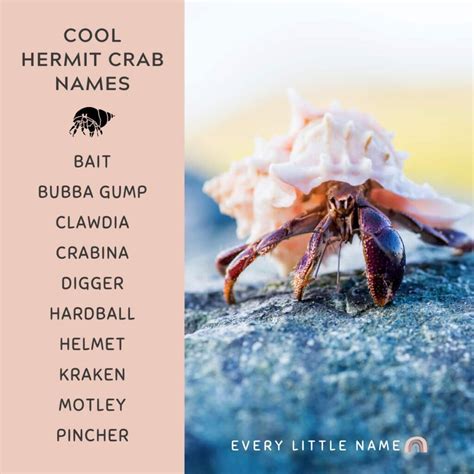 150+ Best Hermit Crab Names (Cute, Funny, and Cool Ideas) - Every Little Name