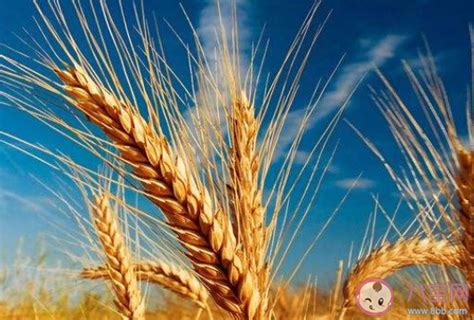 2020年什么时候开始种小麦 2020最新小半年小麦价格是多瞎 _八宝网