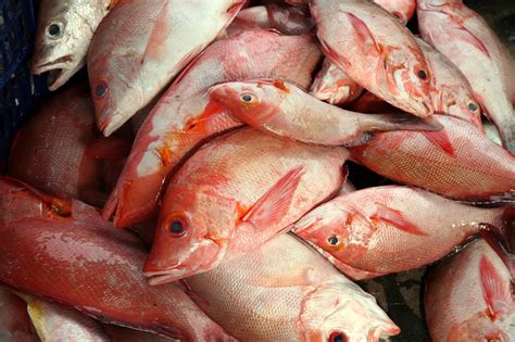 Red Snapper Fish Suppliers - Red Snapper Fish, Red Snapper Fish ...