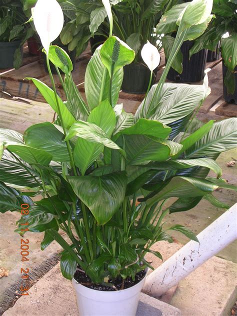 Common Indoor Tropical Plants