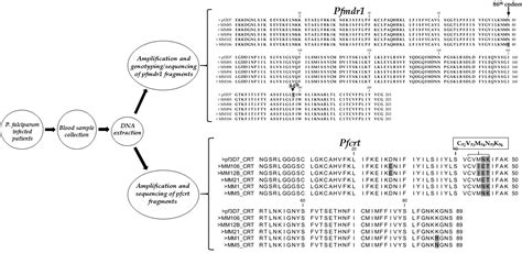 Polymorphism Analysis of pfmdr1 and pfcrt from Plasmodium falciparum ...