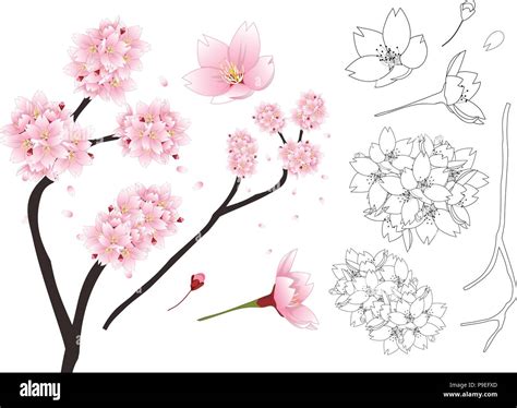 Japan National Flower Drawing Japanese National Flower Romantic Cherry